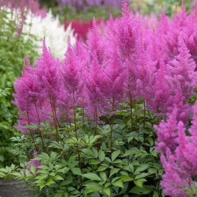 Астильба АМЕТИСТ Арендса в Владивостоке