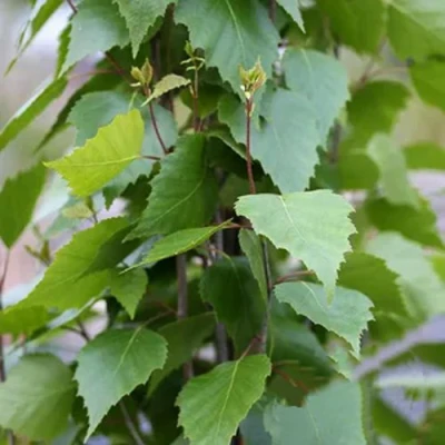 Береза ФАСТИГИАТА повислая  в Владивостоке