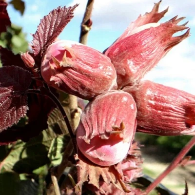 Фундук АЛЫЙ ПАРУС в Владивостоке