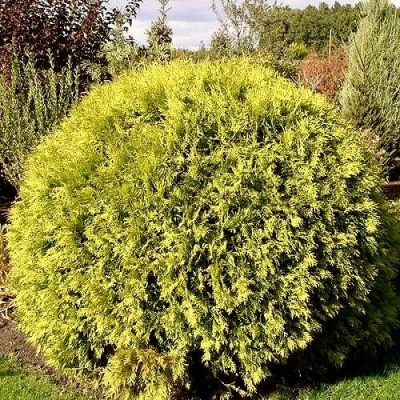 Туя ГЛОБОЗА АУРЕА западная в Владивостоке