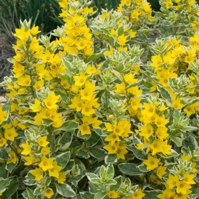 Вербейник АЛЕКСАНДР точечный в Владивостоке