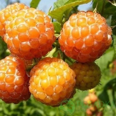 малина кумберленд желтая