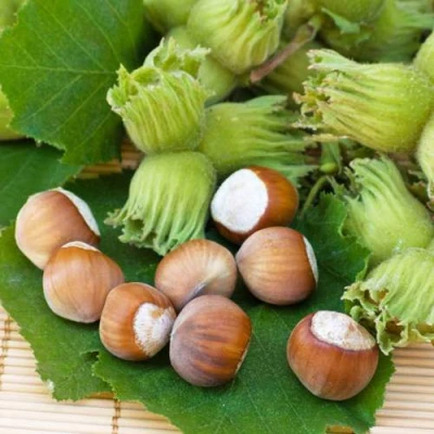 Фундук КРЕПКИЙ ОРЕШЕК в Владивостоке