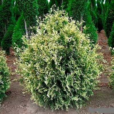 Туя ГОЛД ПЕРЛ западная в Владивостоке