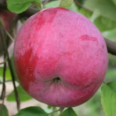 Яблоня БРЯНСКОЕ РОЗОВОЕ в Владивостоке