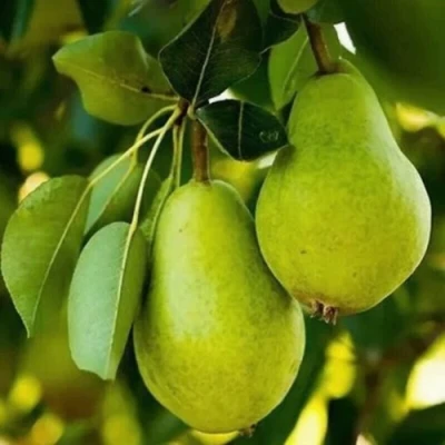 Груша СЕВЕРЯНКА колонновидная в Владивостоке