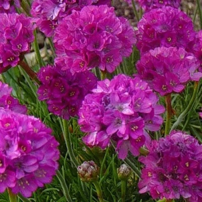 Армерия МОНИНГ СТАР ДИП РОУЗ в Владивостоке