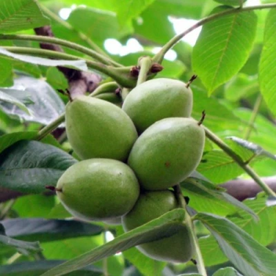 Орех маньчжурский МИЧУРИНЕЦ в Владивостоке