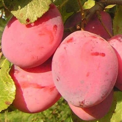 Слива ФАВОРИТЕ ДЕ СУЛТАНО в Владивостоке