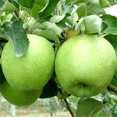 Яблоня РЕНЕТ СИМИРЕНКО в Владивостоке