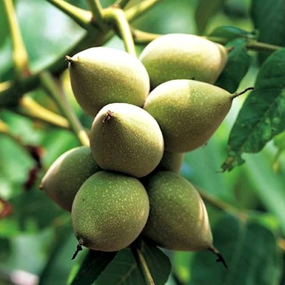 Орех МАНЬЧЖУРСКИЙ в Владивостоке