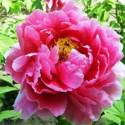 Пион ВОСХОД СОЛНЦА древовидный в Владивостоке