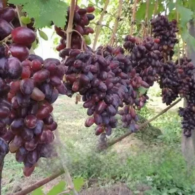 Виноград БАЙКОНУР в Владивостоке