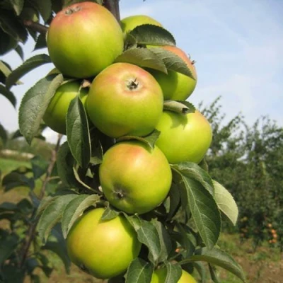 Яблоня ЛУКОМОР колонновидная в Владивостоке