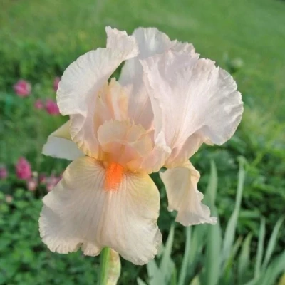 Ирис ПАТИ ДРЕСС бородатый в Владивостоке