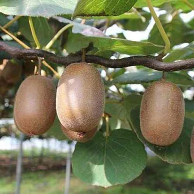 Актинидия ЗАКАРПАТЬЕ деликатесная в Владивостоке