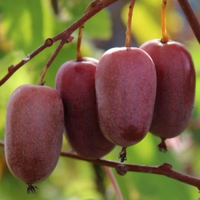 Актинидия ПУРПУРНО САДОВАЯ  аргута в Владивостоке