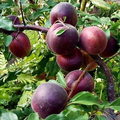 Шарафуга БЕЛЛА РОЯЛЬ в Владивостоке