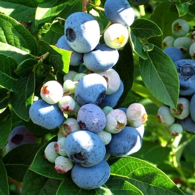 Голубика ВЕЙМУТ в Владивостоке