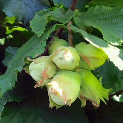 Фундук ТАМБОВСКИЙ РАННИЙ в Владивостоке