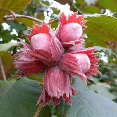 Фундук СКАРЛЕТТ в Владивостоке