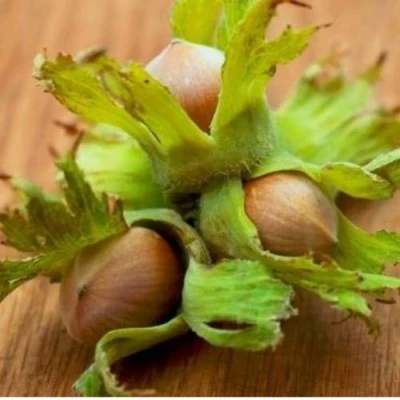 Фундук ГИГАНТ ТАМБОВСКИЙ в Владивостоке