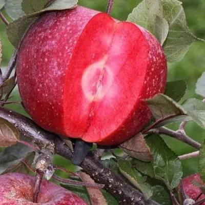 Яблоня РЕД КЕТТИ в Владивостоке