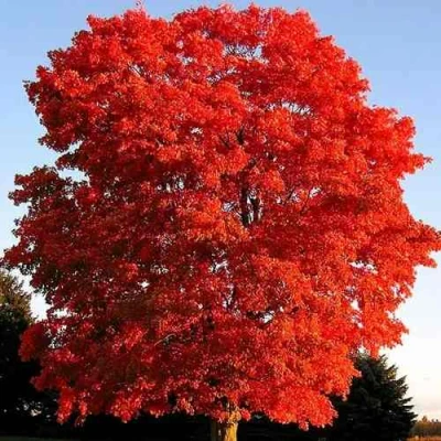 Дуб красный  в Владивостоке