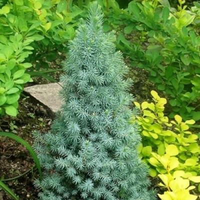 Ель КОНИКА сизая в Владивостоке