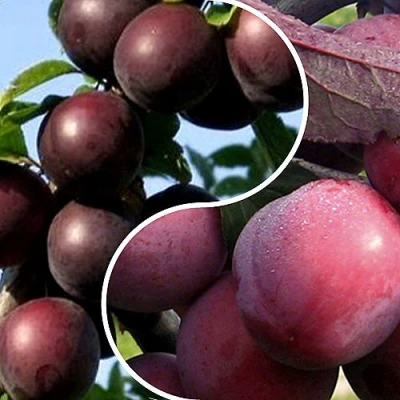 Комплект ИЗЮМИНКА САДА в Владивостоке