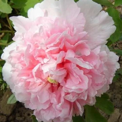 Пион БУКЕТ РОЗОВЫХ ГВОЗДИК древовидный в Владивостоке