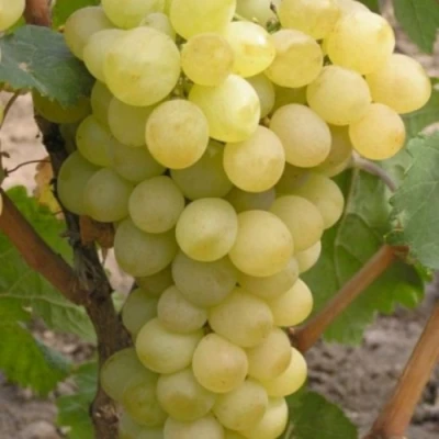 Виноград АВГУСТИН в Владивостоке