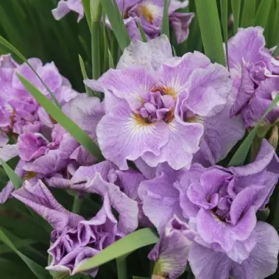 Ирис ХЭВИНГ ФАН сибирский в Владивостоке