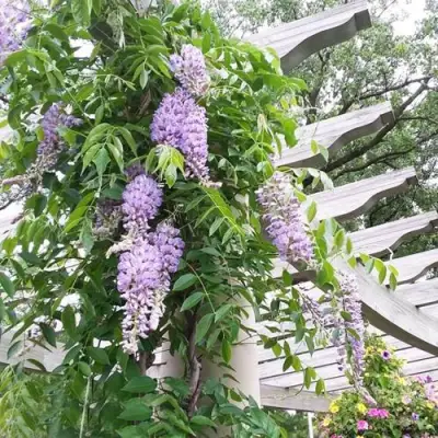 Глициния макростахия БЛЮ МУН в Владивостоке
