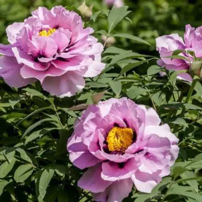 Пион СИНИЙ САПФИР древовидный в Владивостоке