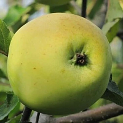 Яблоня РОССИЯНКА в Владивостоке