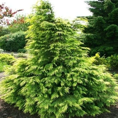 Кипарисовик САНКИСТ лавсона в Владивостоке