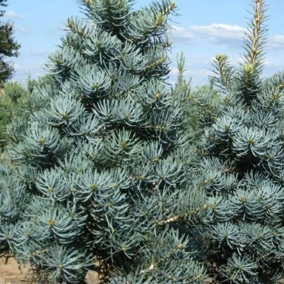 Пихта КОНКОЛОР в Владивостоке