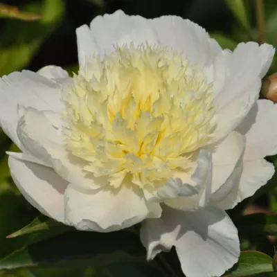 Пион ЗОЛОТАЯ ШПИЛЬКА травянистый в Владивостоке