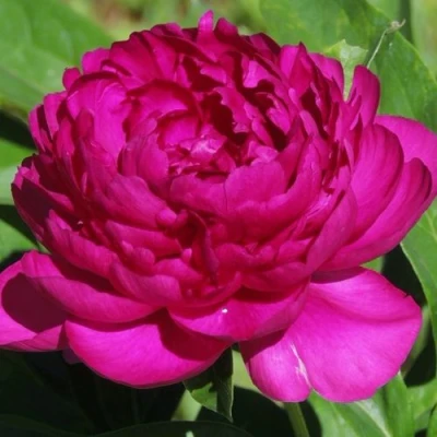 Пион БАРХАТ НОЧИ травянистый в Владивостоке