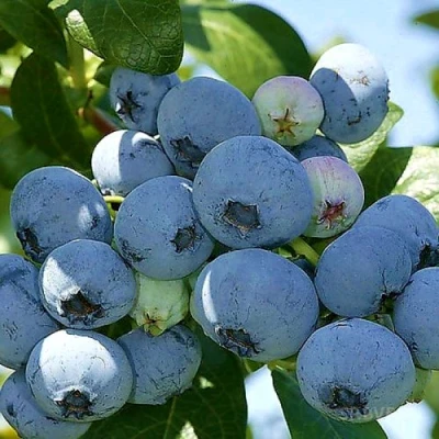 Голубика НУИ в Владивостоке