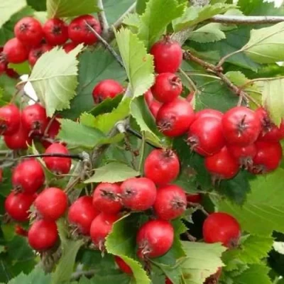 Боярышник СВАЯК в Владивостоке