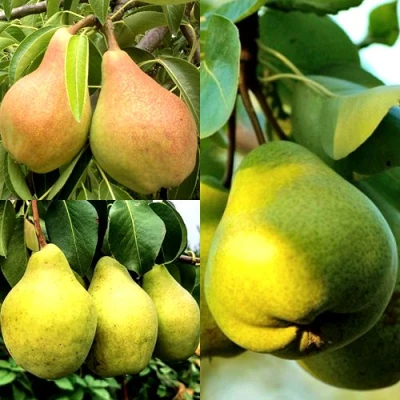 Комплект НАСТОЯЩИЙ ВОСТОРГ в Владивостоке