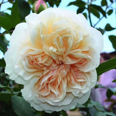 саженцы розы ЛИЧФИЛД ЭНДЖЕЛ