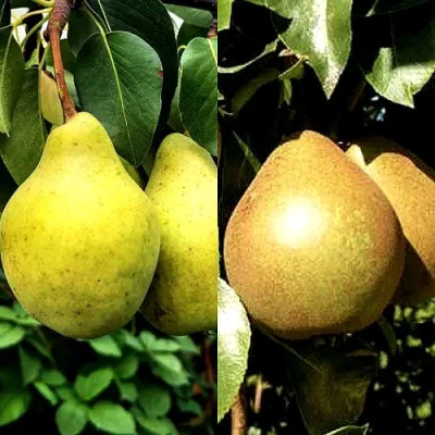 Комплект ДУЭТ в Владивостоке