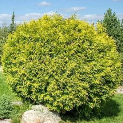 Туя ГОЛДЕН ГЛОБ западная в Владивостоке
