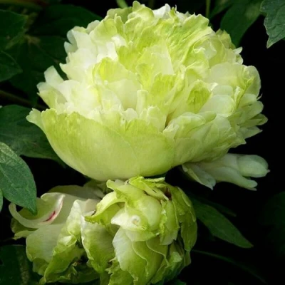 Пион ЗЕЛЕНЫЙ ШАР древовидный в Владивостоке