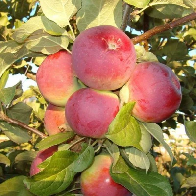 Яблоня ОРЛИК в Владивостоке