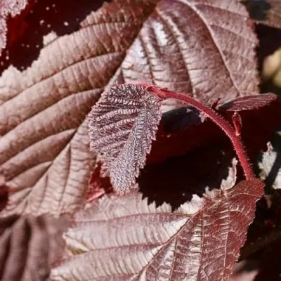 Фундук СИРЕНА в Владивостоке