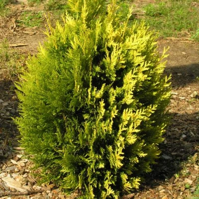 Туя КОППЕР ГОЛД западная в Владивостоке